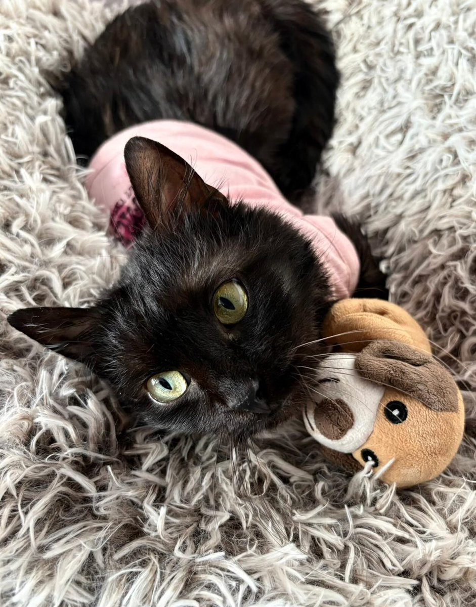 Fondation 30 Millions d'Amis tweet media