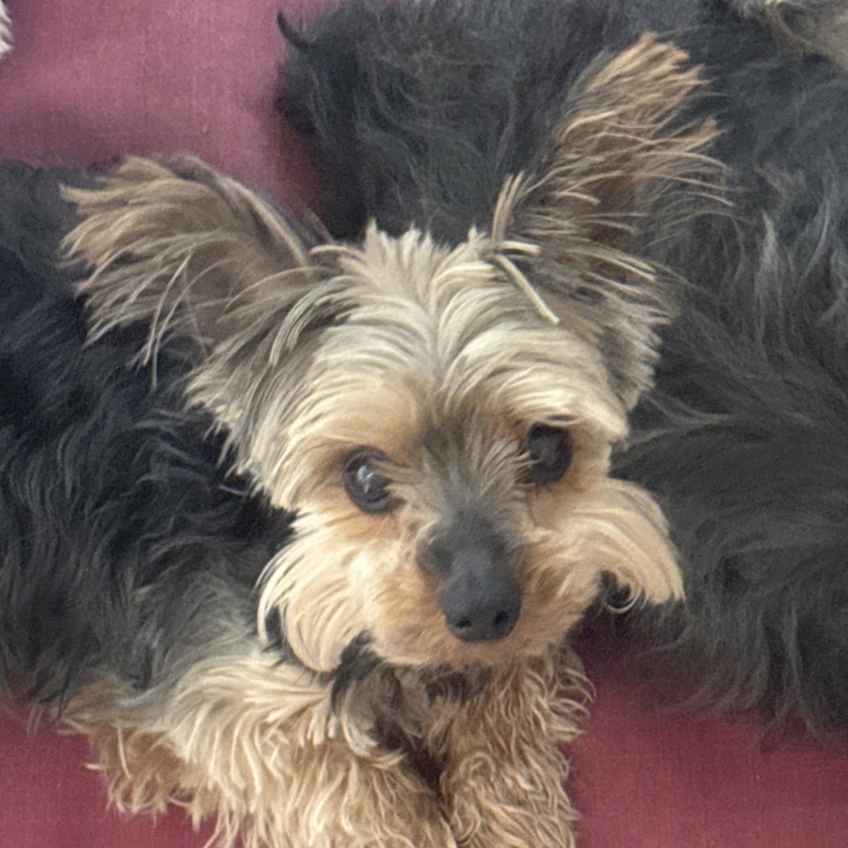 ACHi ‼️ ᴀɴᴛɪᴍᴏɴʏ 〔 RELEUM 〕 tweet media