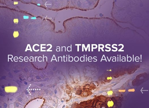 Santa Cruz Biotechnology tweet media