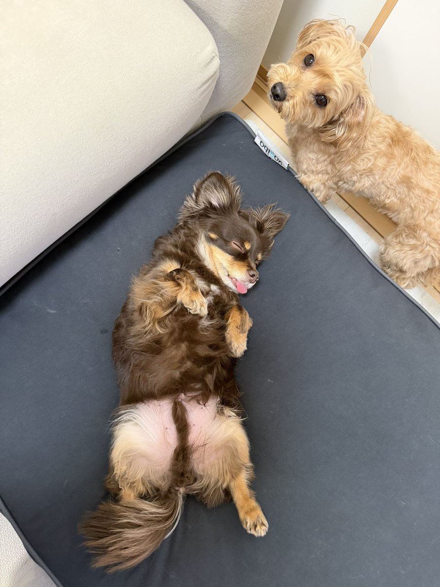 田中パウロ淳一 / Tanaka Paulo Junichi tweet media