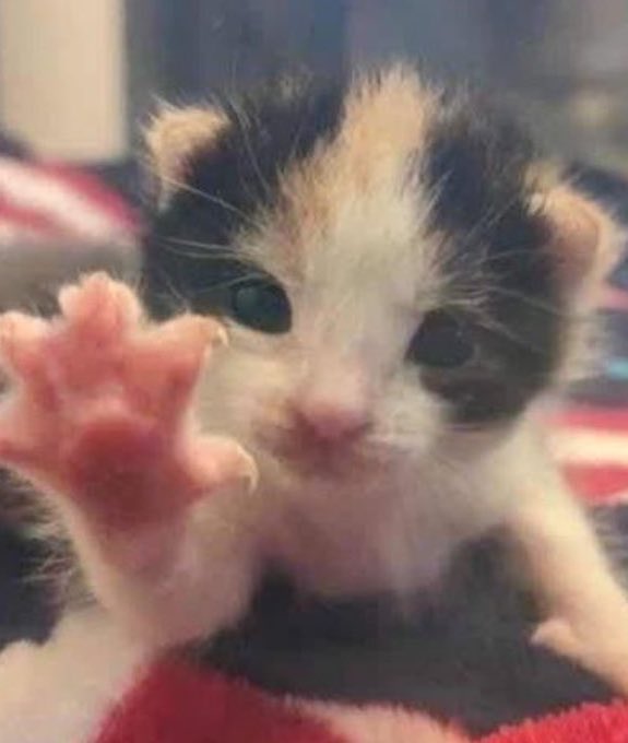 🐈‍⬛ tweet media