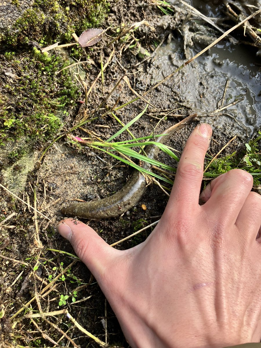 マシバ（ミフネ） tweet media