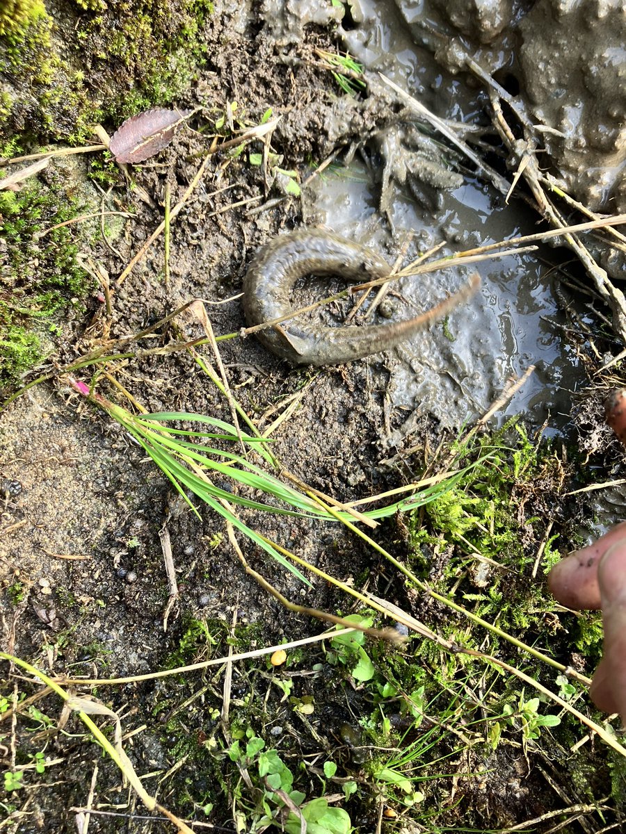 マシバ（ミフネ） tweet media