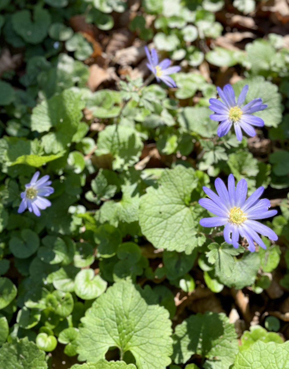 Barendina Smedley tweet media