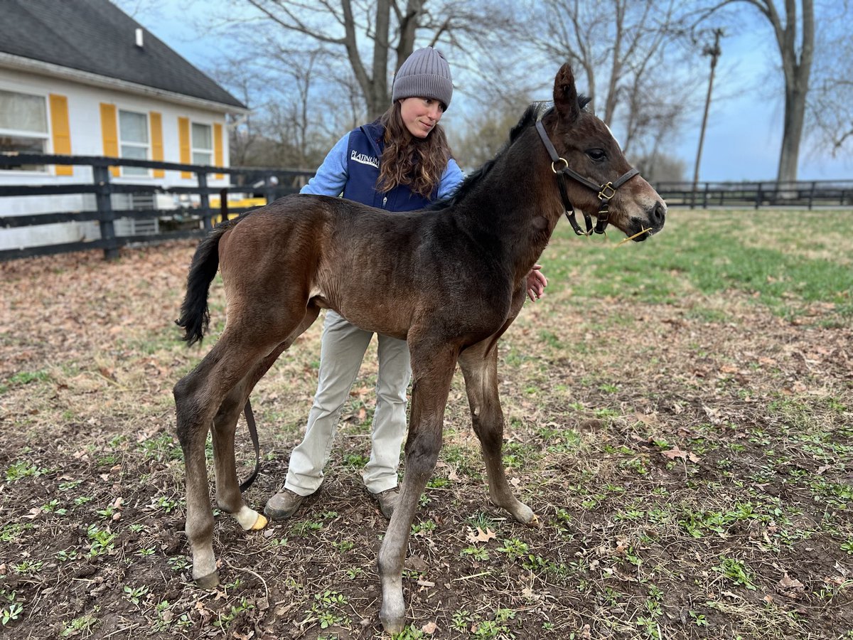 Claiborne Farm tweet media