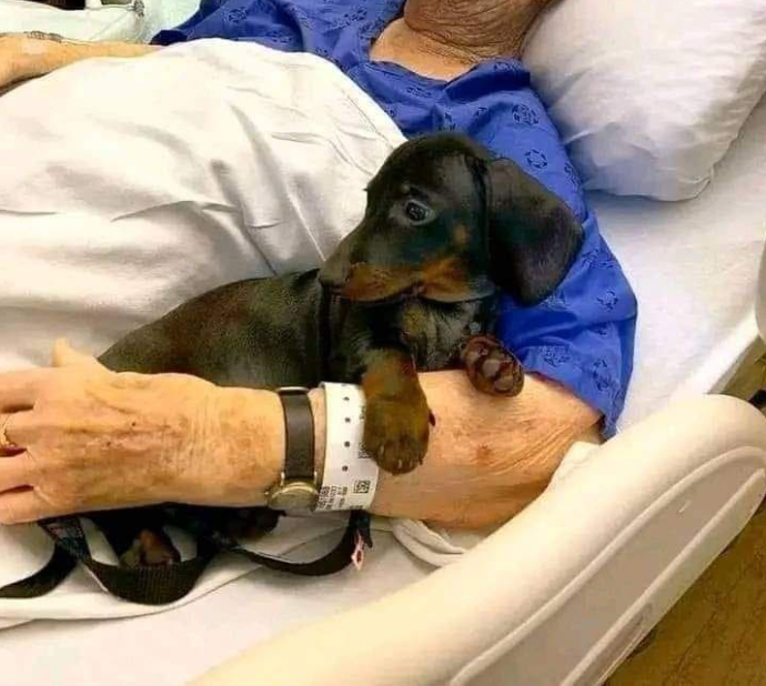 Tweets of Dogs tweet media