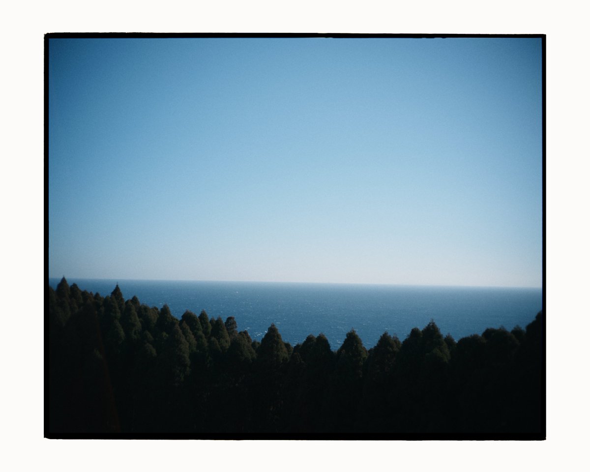 🌲🌲 tweet media