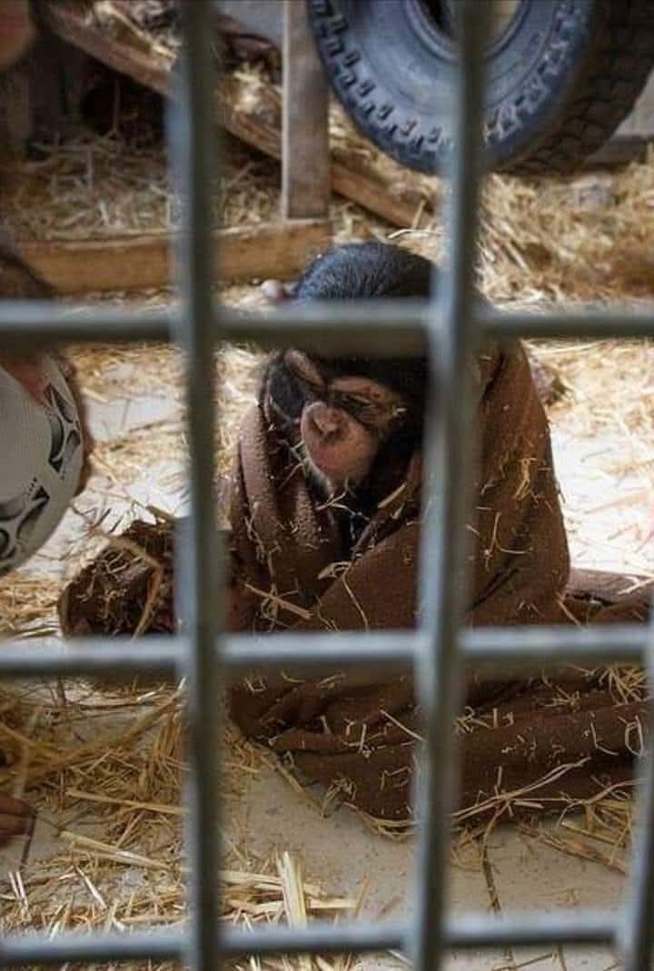 Adea Claude tweet media