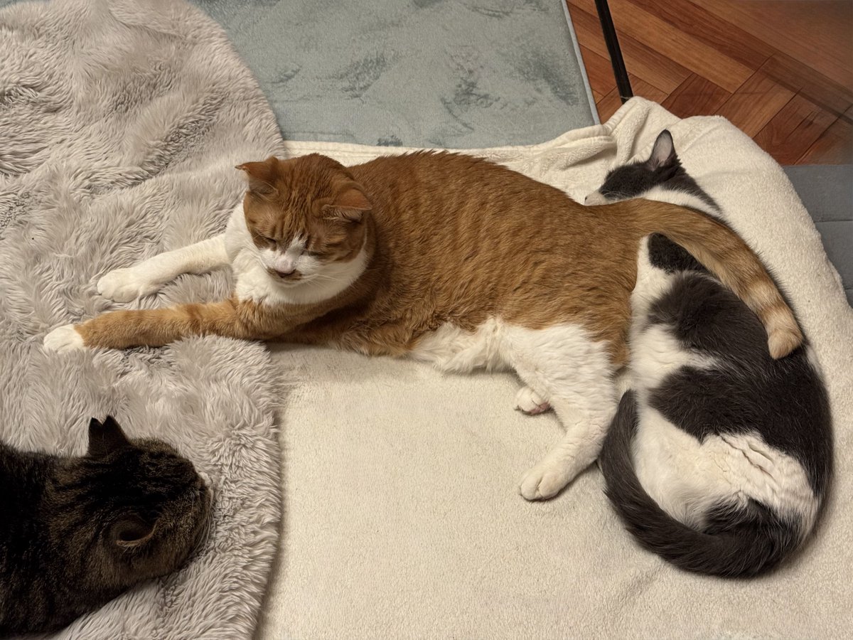 コンドリア水戸 tweet media