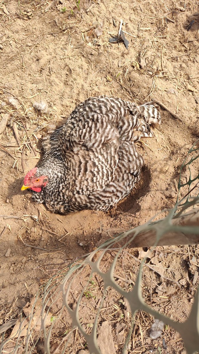 Steelballa holla shotcalla 4 da dolla balla tweet media