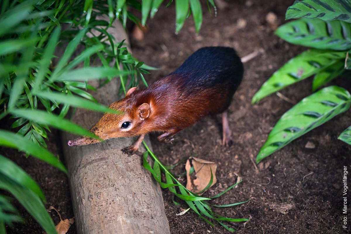 koeln_de tweet media