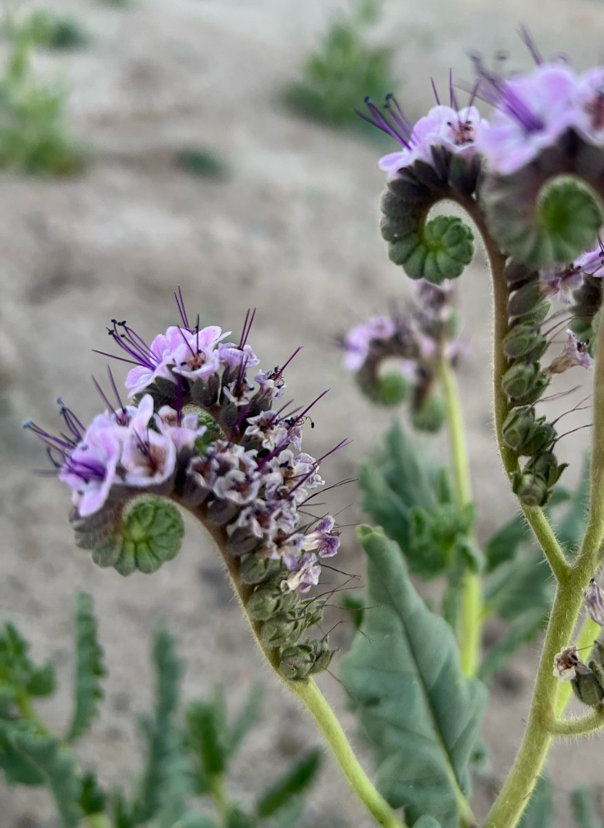 New Mexico Vibes tweet media