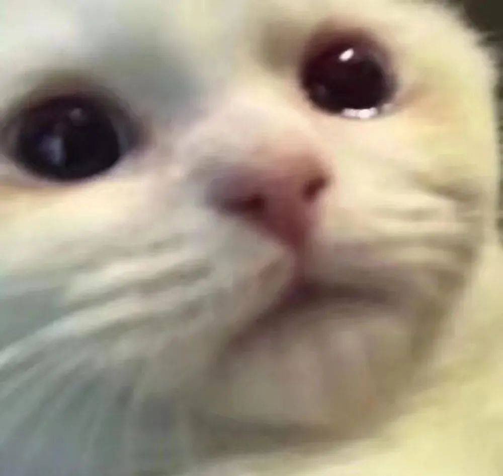 Brokenwingyl翼落 tweet media