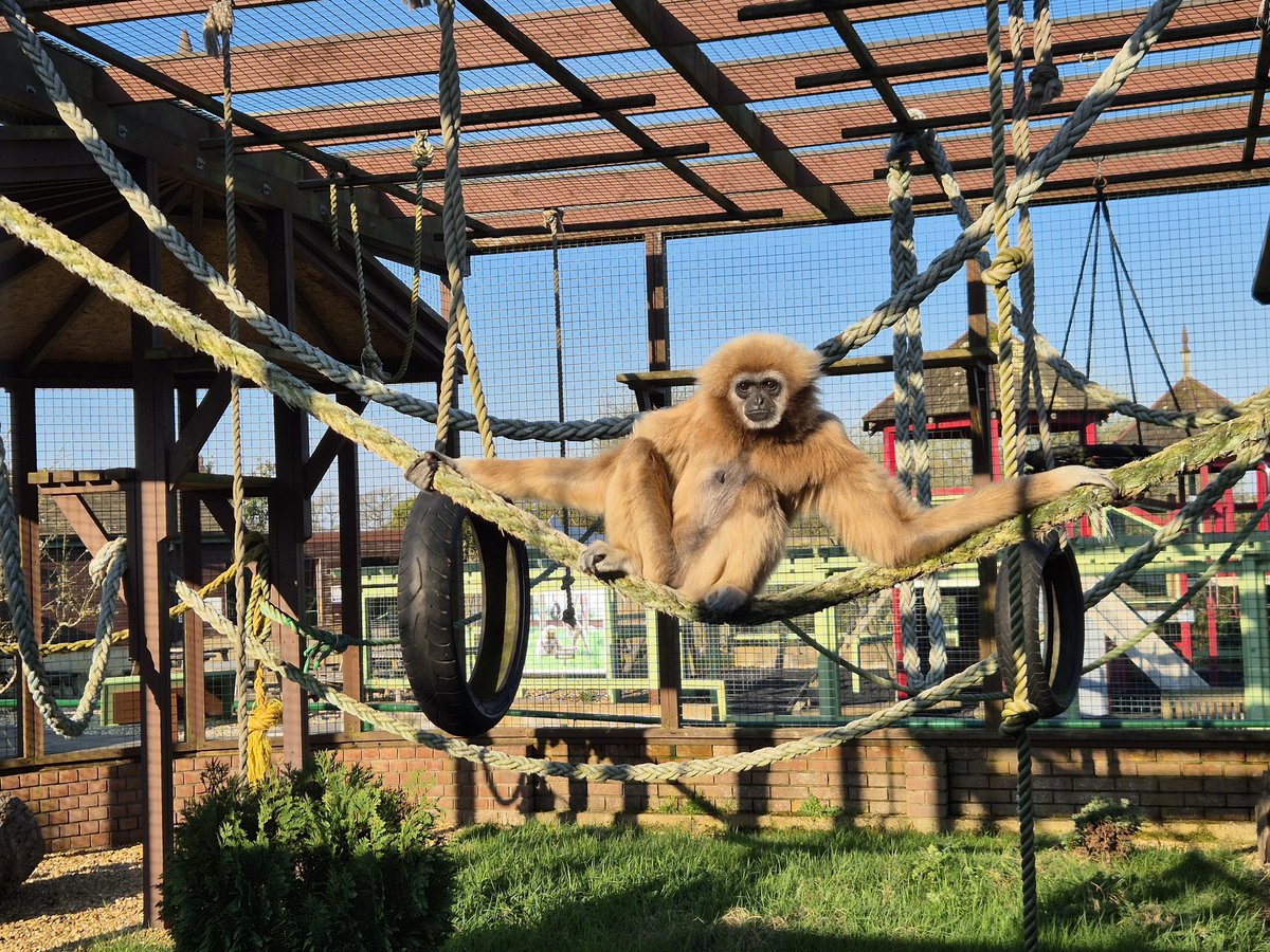 Monkey Haven🐵 tweet media