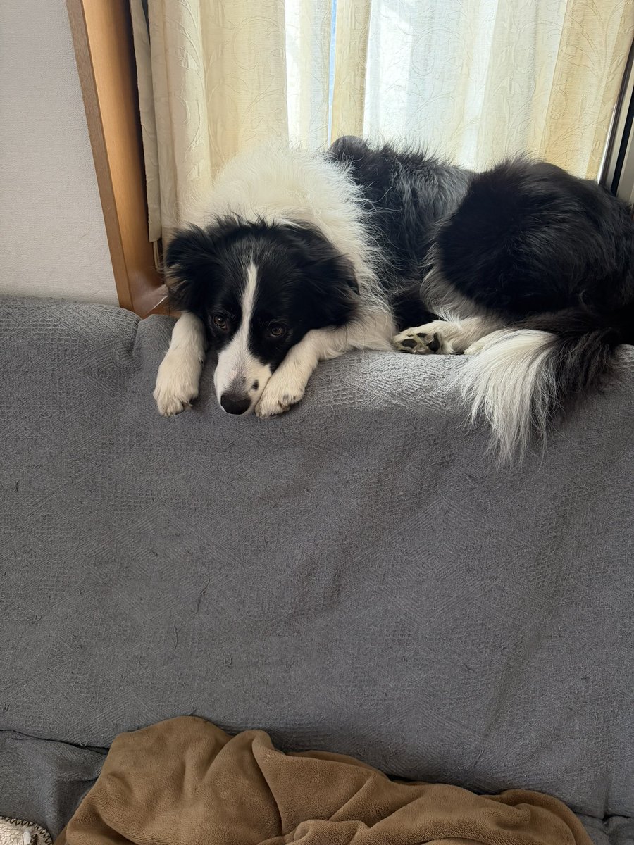 チョコスキー tweet media