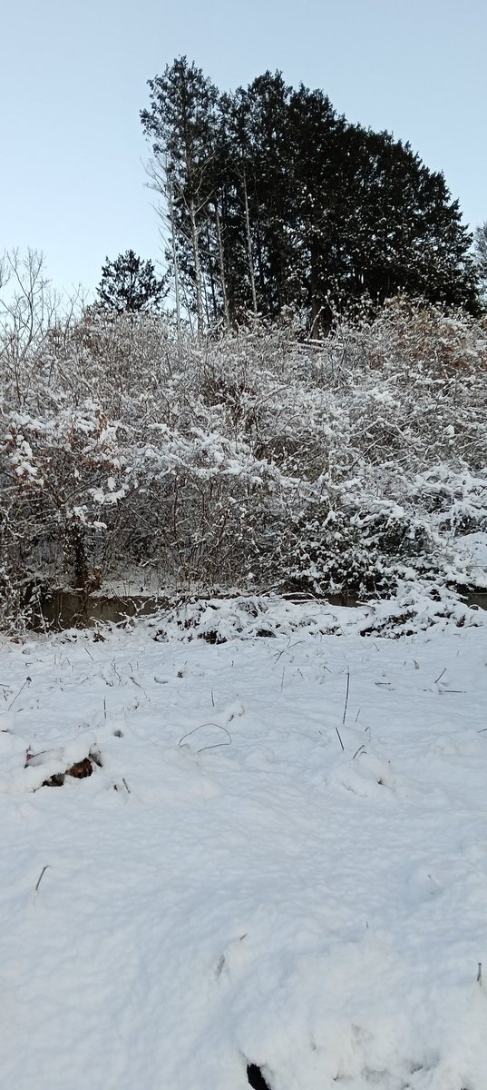 伊豆守 tweet media