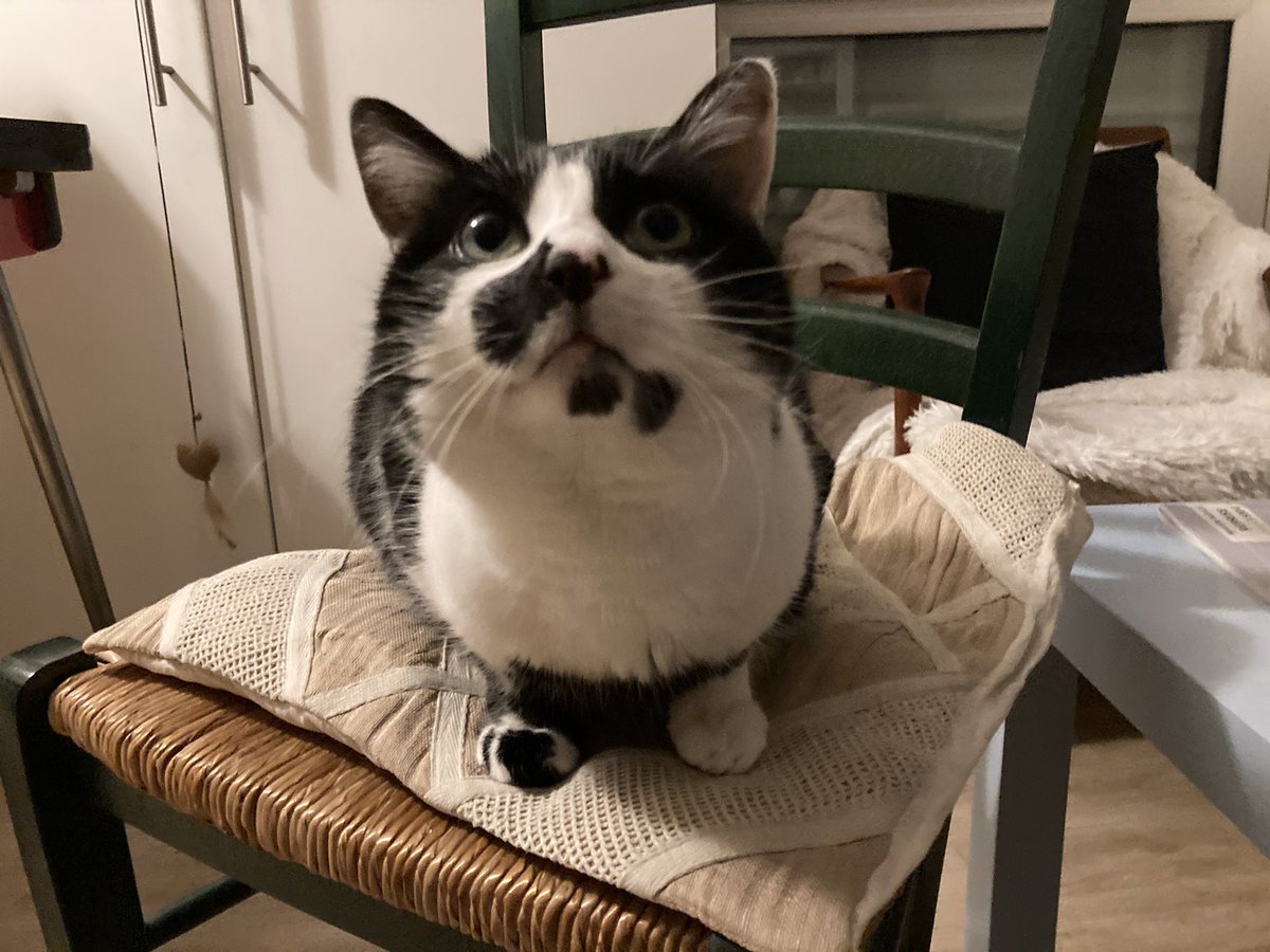 🎀Moumousse & Gros-Doudou 🦐🐾👑✨🍋⛄️🍺🦜🧼🐯🖤🧡 tweet media