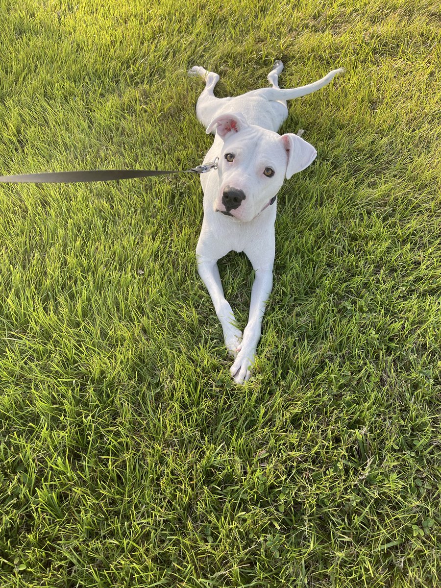 BuckeyeGuy tweet media