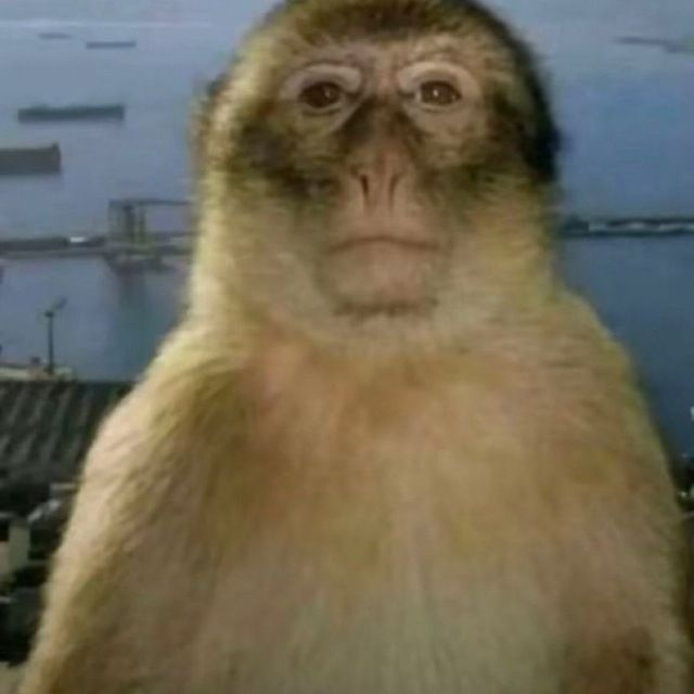 Swapped.com tweet media