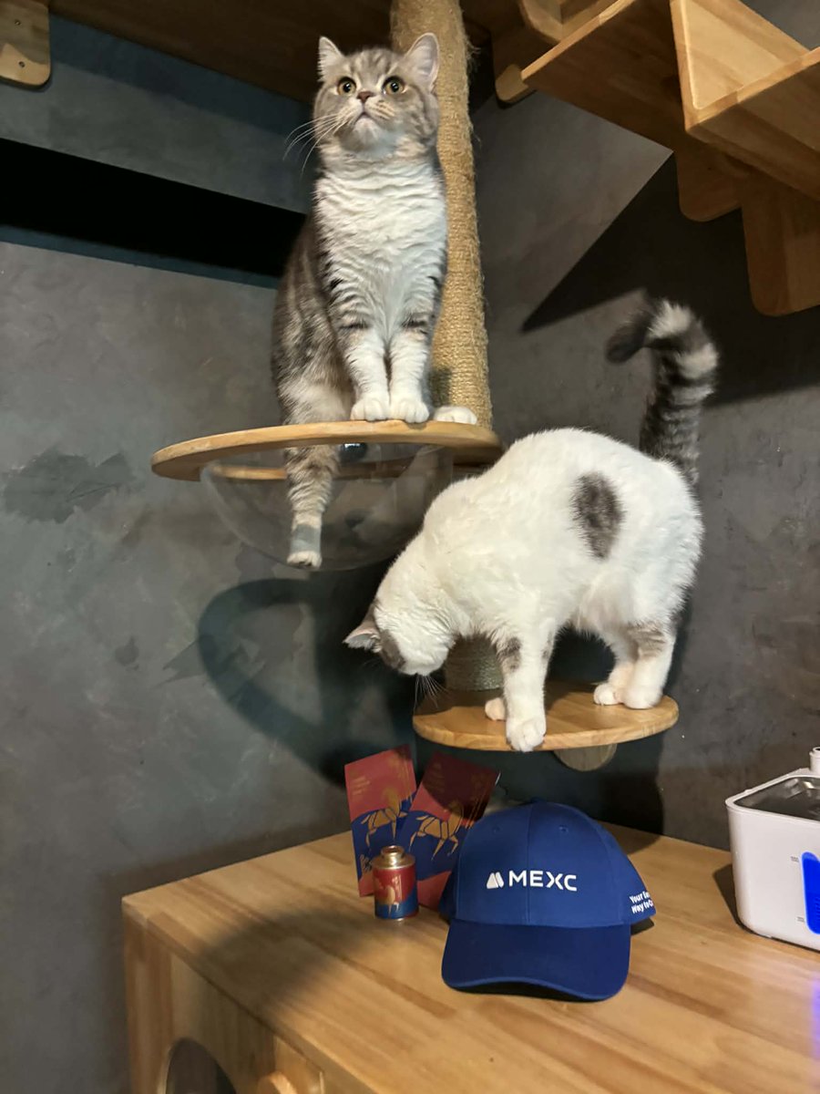 Aod_Satoshi(🌸, 🌿) tweet media