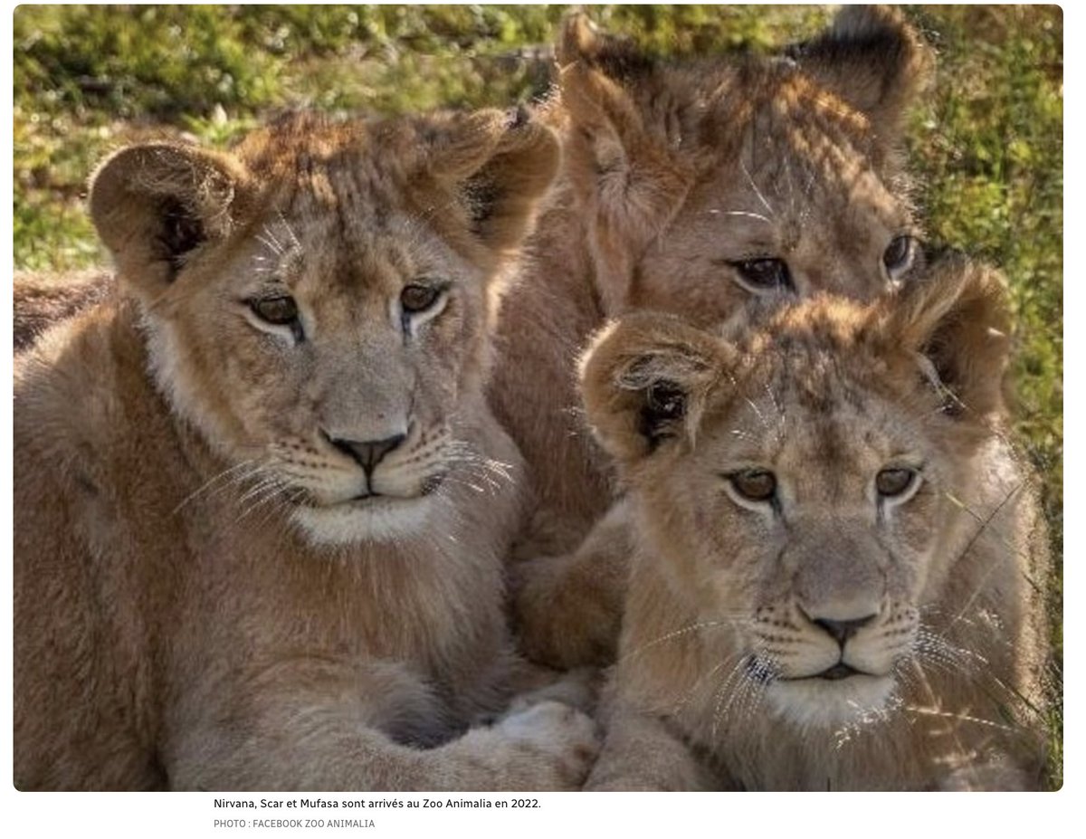 Humane World for Animals Canada tweet media