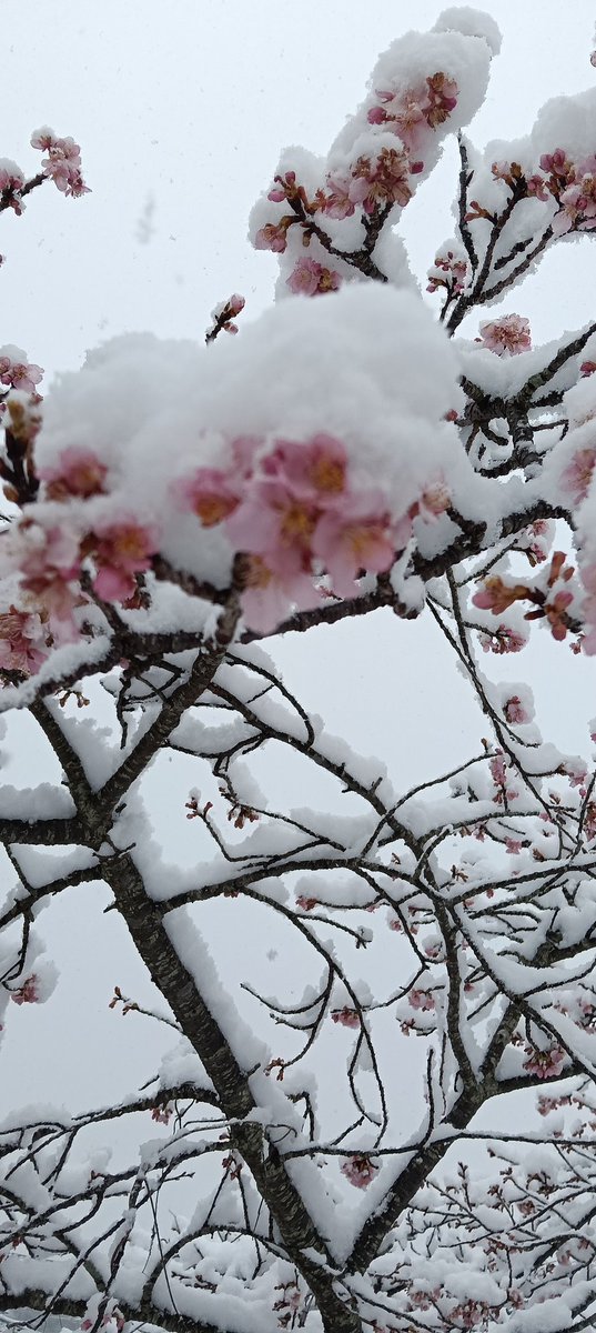 伊豆守 tweet media