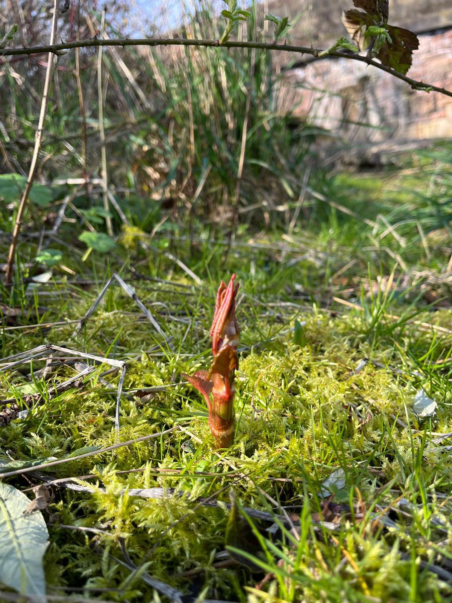 Japanese Knotweed tweet media