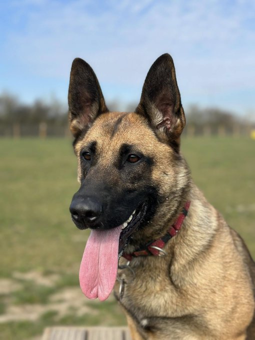 German Shepherd Rescue Elite ( GSRE ) tweet media