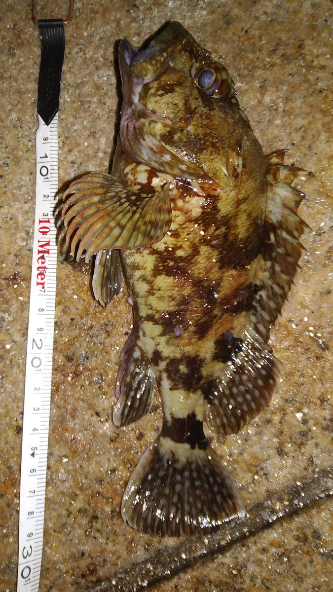 tenimuhow's tweet photo. 大きなカサゴが釣れました。
これはデカイ！😀 https://t.co/AIFWiJuZUi
