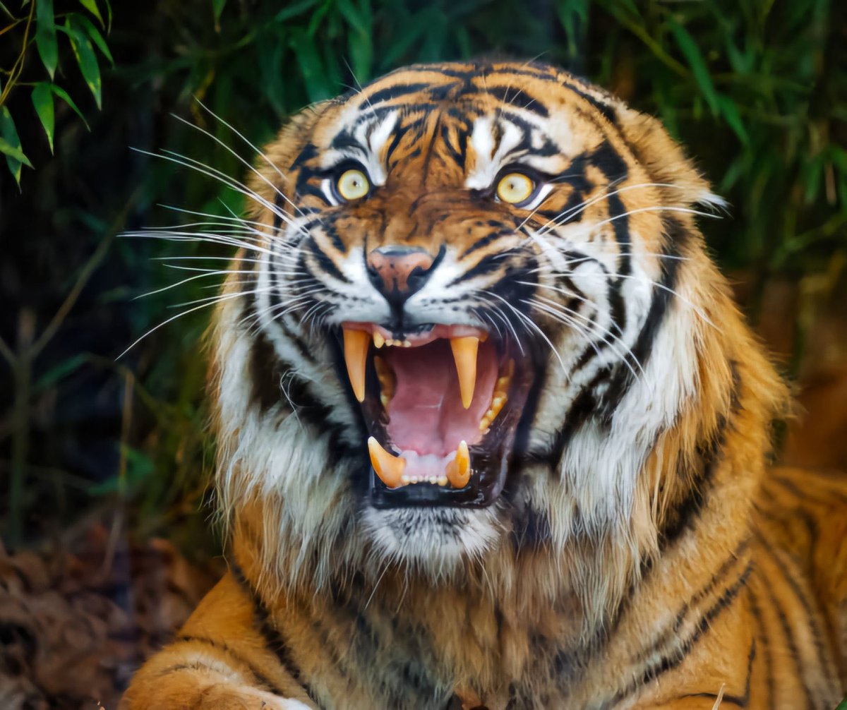 Prestigious tweet media