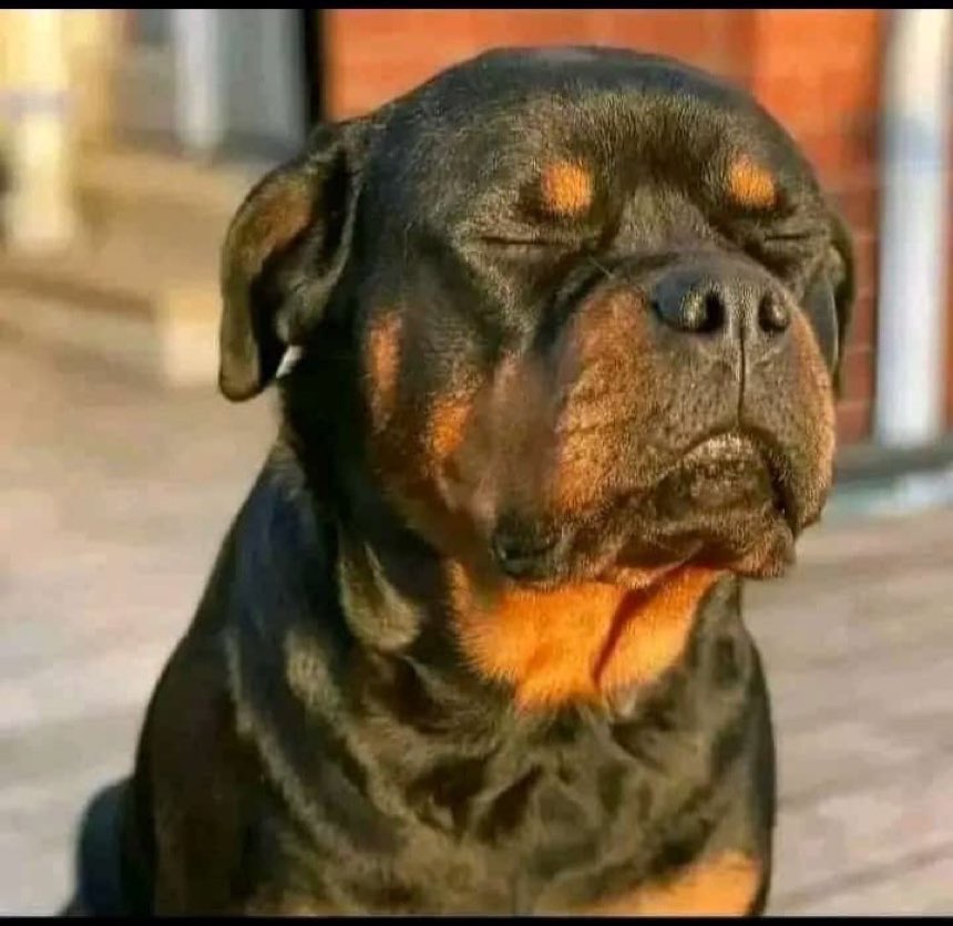 Zaki Mathebula tweet media