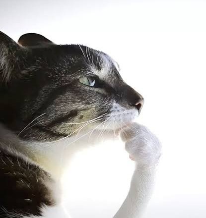 『°𝕂ὄ𝕓𝕪 𝕎𝕠ʀ𝕝𝕕•』 tweet media