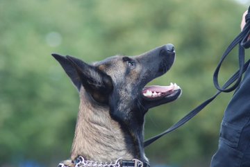 German Shepherd Rescue Elite ( GSRE ) tweet media