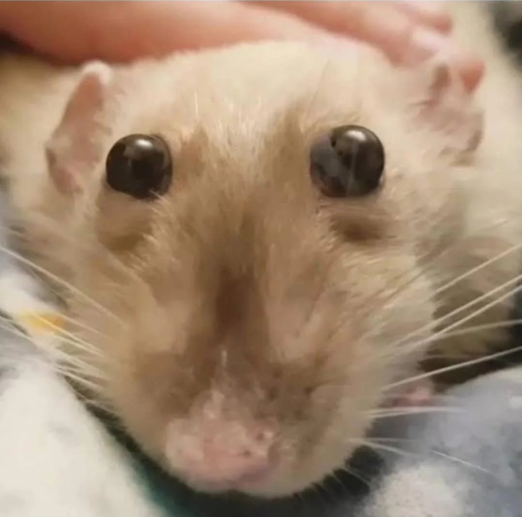 GeneralPigeon tweet media