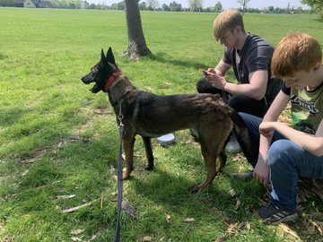 German Shepherd Rescue Elite ( GSRE ) tweet media