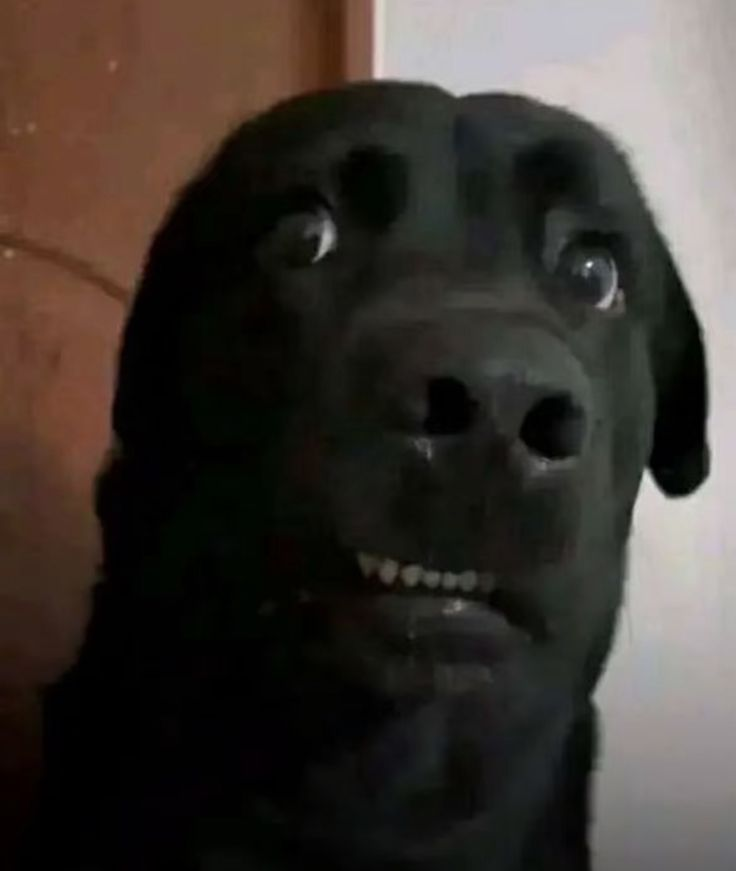 Swapped.com tweet media