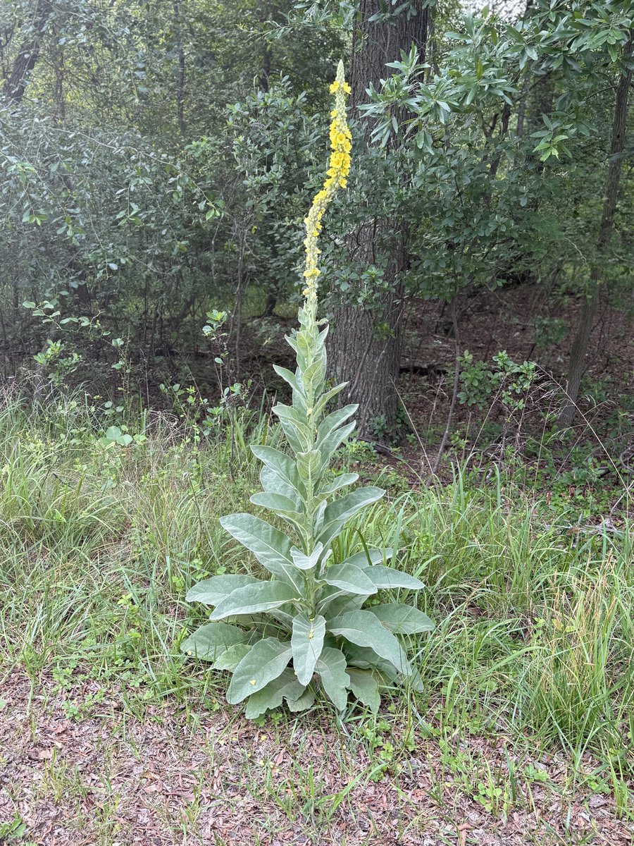 RealFrankMcCallSr tweet media