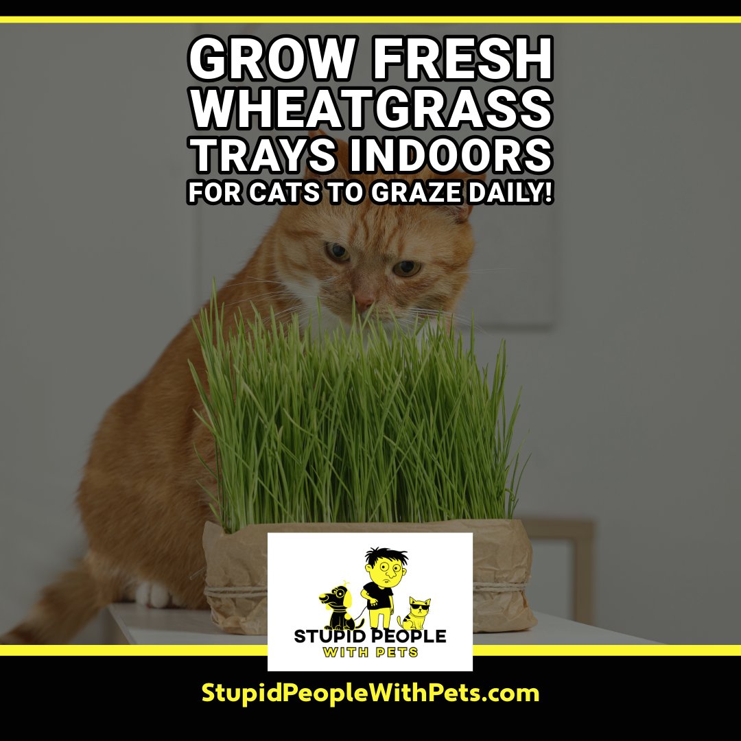 speoplewithpets's tweet image. 🌾 Grow fresh wheatgrass trays indoors for cats to graze daily!

The Best Pet Podcasts: stupidpeoplewithpets.com

🍃 Eases hairballs, satisfies instincts, and boosts digestion fast.

#CatGrass #IndoorCats #PetNutrition #FelineHealth