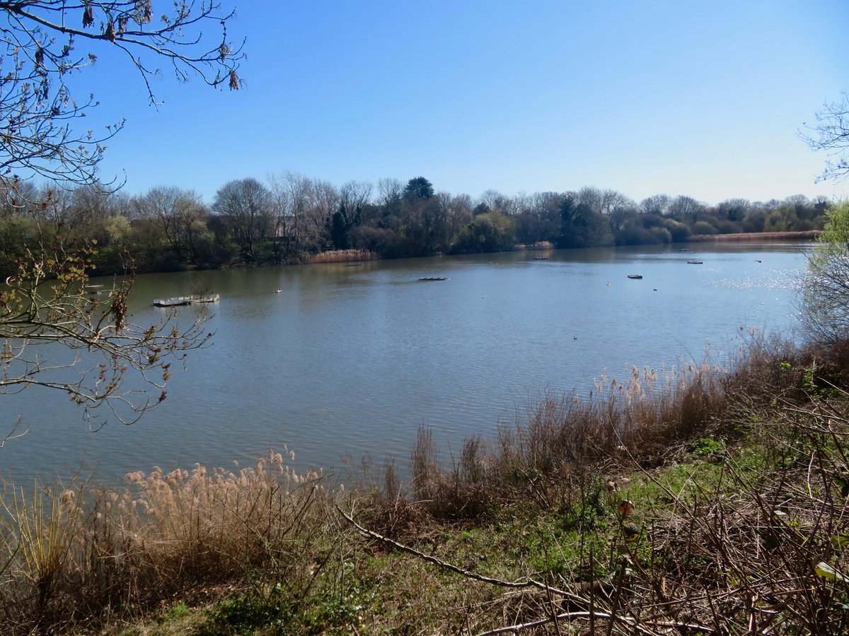 Abdel 🐝 🦋🦊 🐾 tweet media