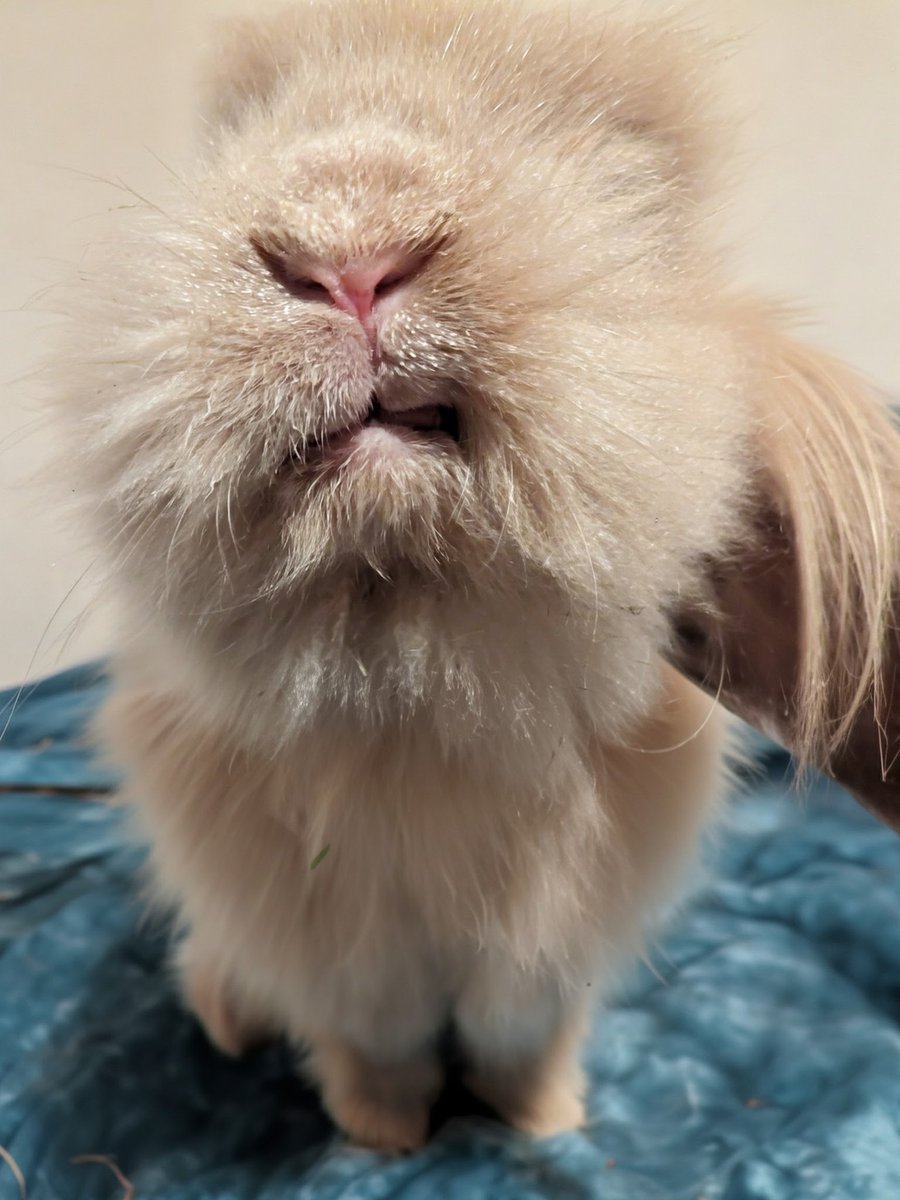 Only Fawns tweet media