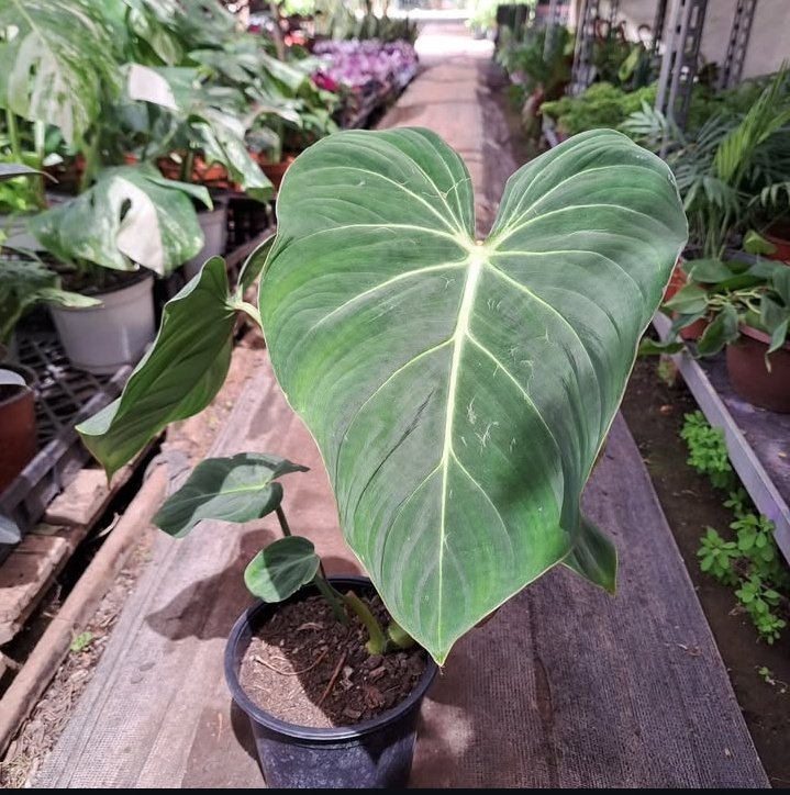 MuchiMuchi tweet media