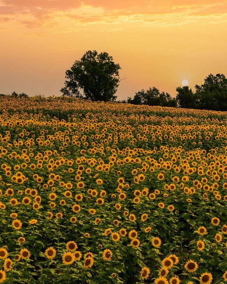 Sunflowers