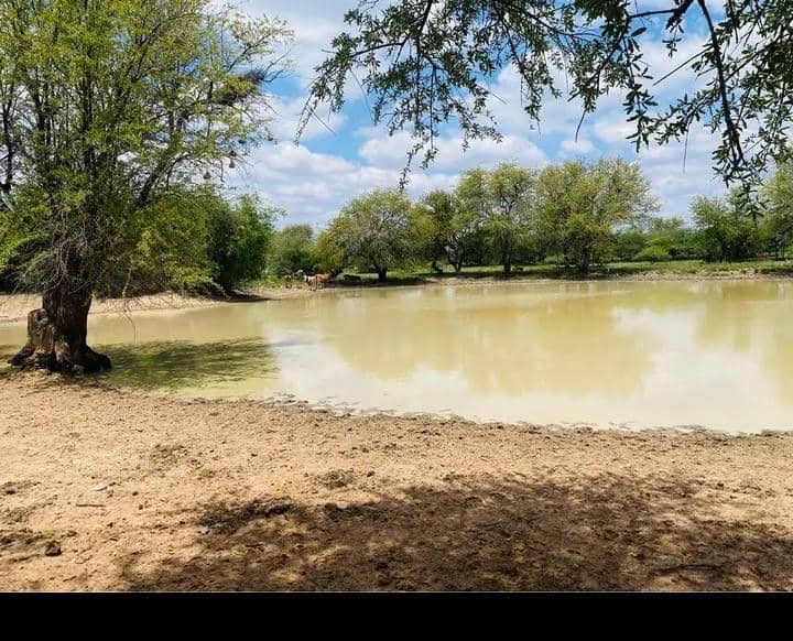 Daniella Selolwane tweet media