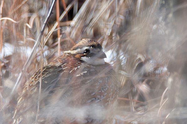 DebraMartz's tweet image. I spotted this Bob White snuggled into the grass, appearing to find warmth from the snow.
fineartamerica.com/featured/it-is…

#cold #winter #quail #snow #grasses #bird #birds #aves #BirdLovers #featheredFriends #ornithology #photography #PhotographyIsArt 
#DebraMartz @DebraMartz #homedecor