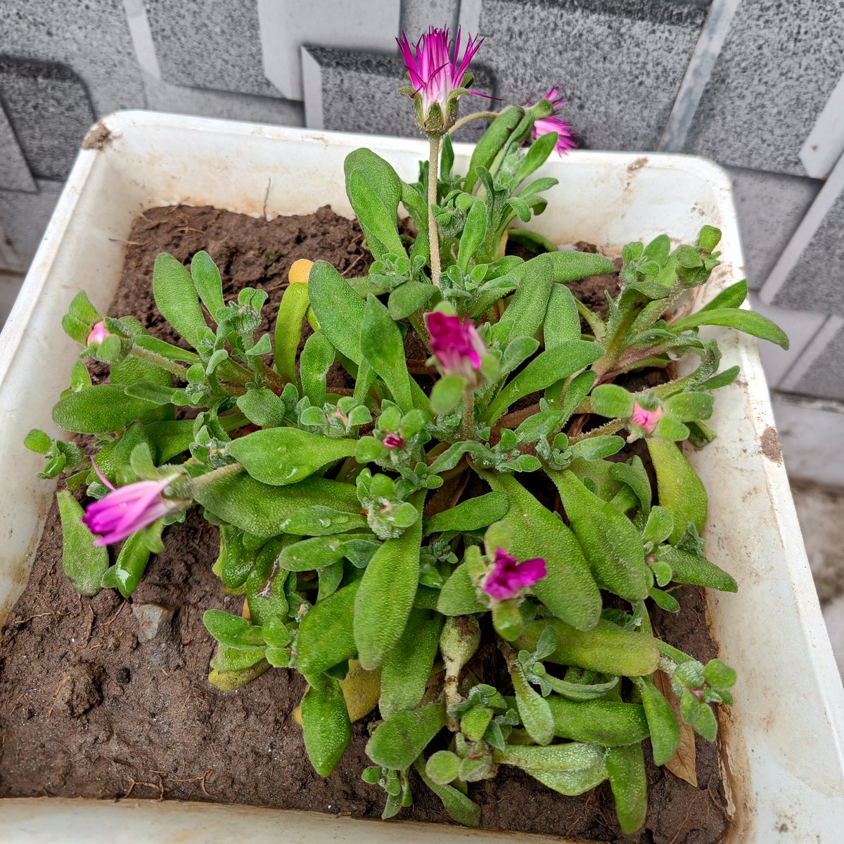 Trupti Sharma tweet media