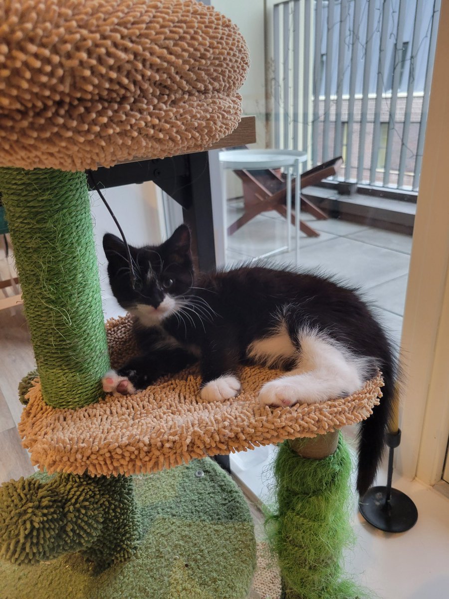 gingerthecat🇺🇦🇬🇧 tweet media