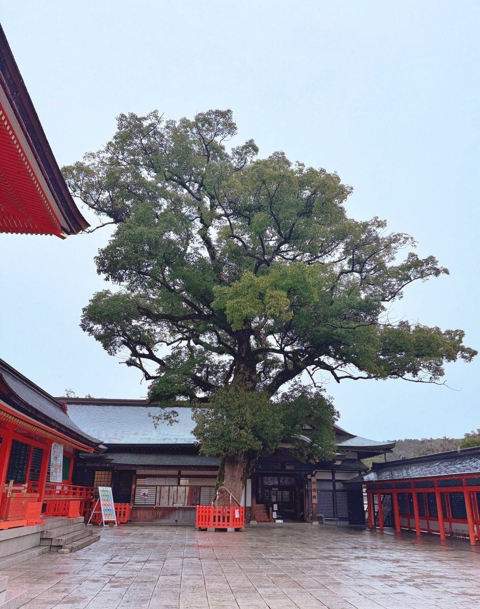雨の誕生日に訪れた、
大分・宇佐神宮。

御神木のご利益が、
みなさんにも届きますように。