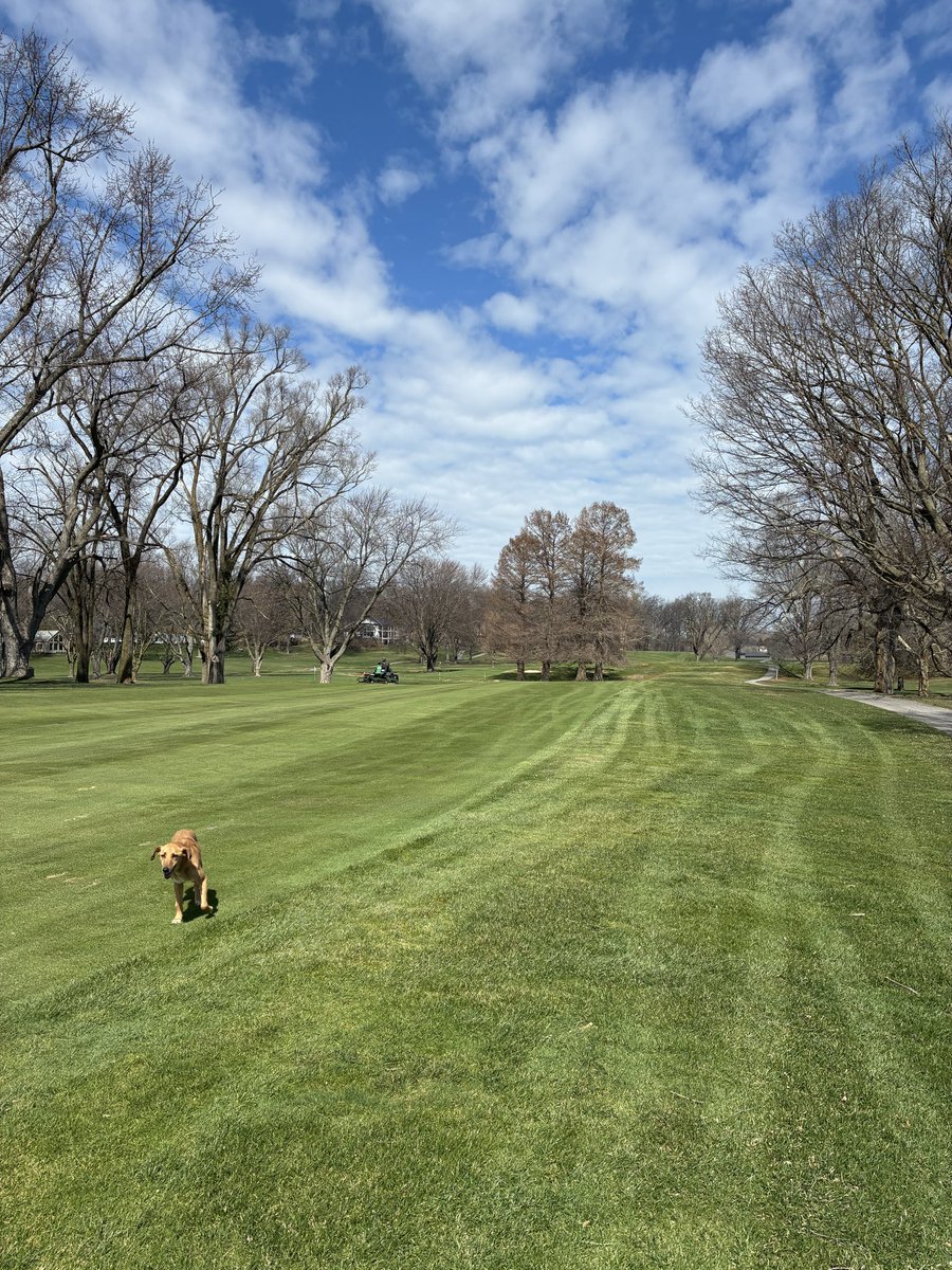 jordenvecchio01's tweet photo. Finally starting to wake the course up, holes in greens, first cut on fairways. Crew crushed it 

Phinn was supervising and making sure everything ran well 🤣 #DogsOfTurf https://t.co/vZJlcp1CES
