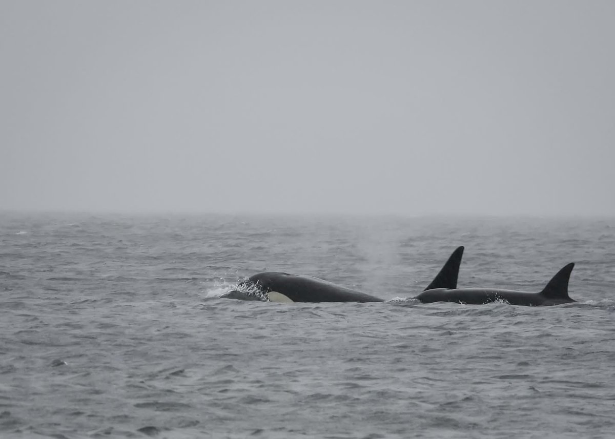 Orca Conservancy tweet media