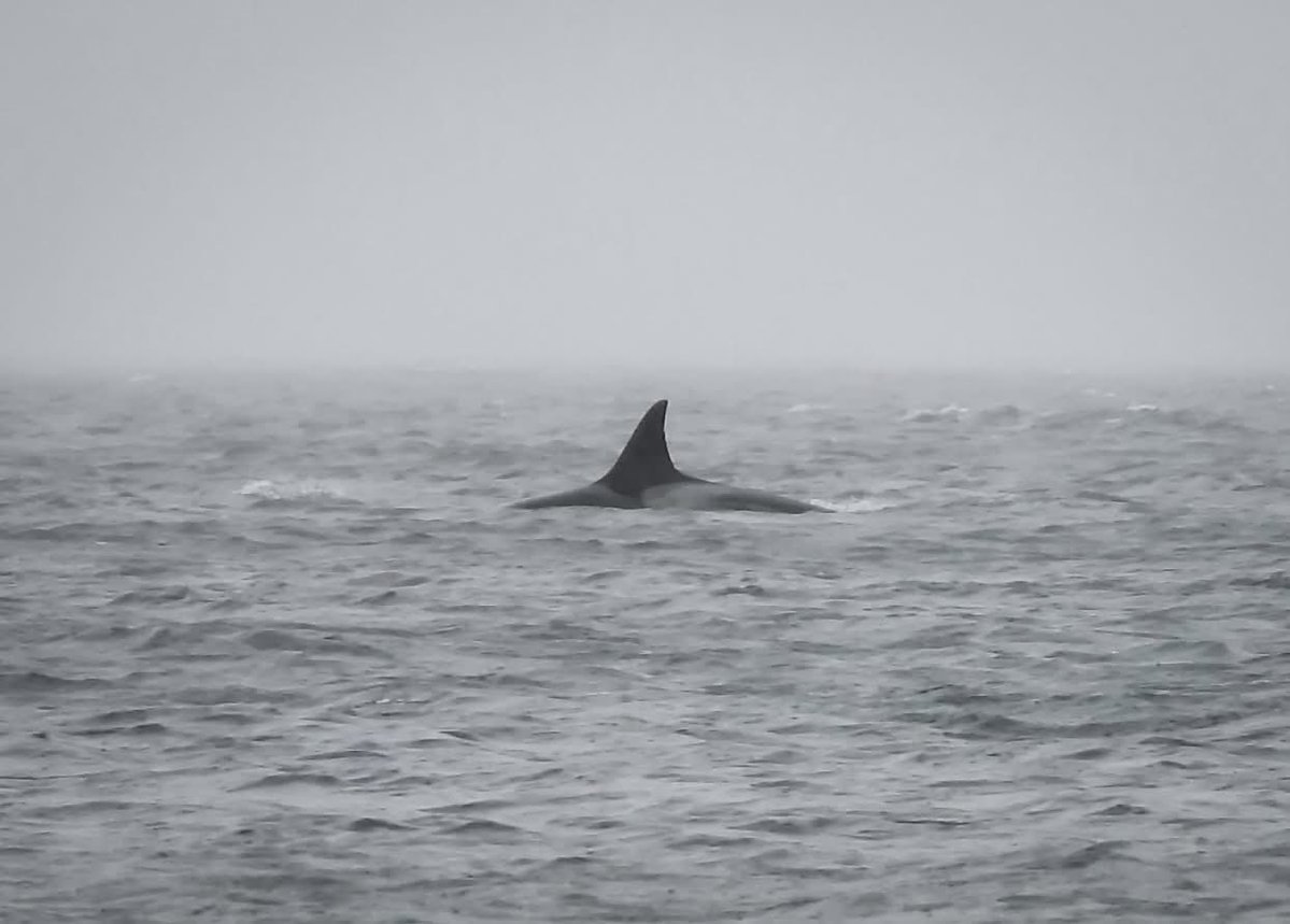 Orca Conservancy tweet media